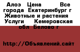 Алоэ › Цена ­ 150 - Все города, Екатеринбург г. Животные и растения » Услуги   . Кемеровская обл.,Белово г.